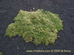 Image of Baccharis magellanica (Chilco de Magallanes)